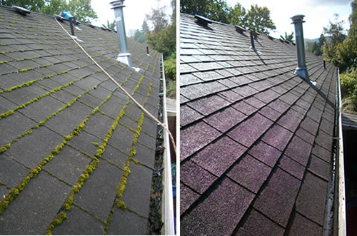 Roof Moss Removal Near Me Bothell